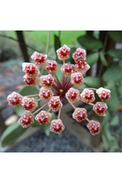 Eufloria Hoya incurvula Ø7cm