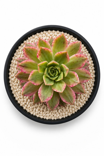 Mialys Sukulent Aeonium Bodur Ağaç ‘Green Tea / Bronze Medal’ | İthal Nadir K...