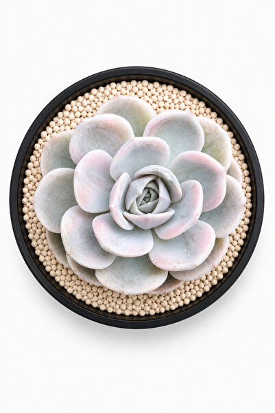 Mialys İthal Nadir Sukulent Echeveria ‘Blue Surprise Variegata’ Çiçek Açan Öz...