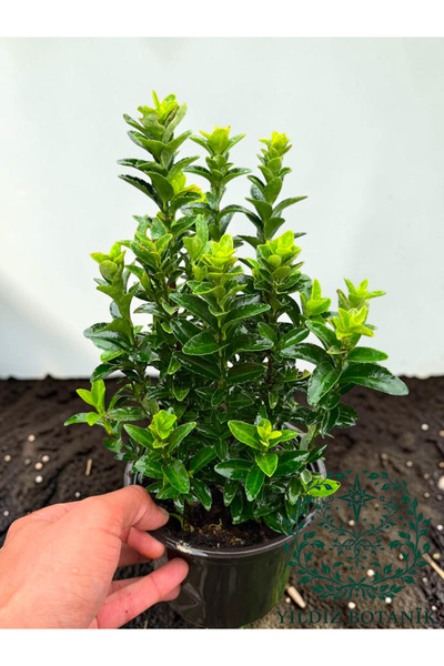YILDIZ BOTANİK Sütun Taflan Yarı Bodur Çit Bitkisi Roket Şimşir Fidanı Green ...