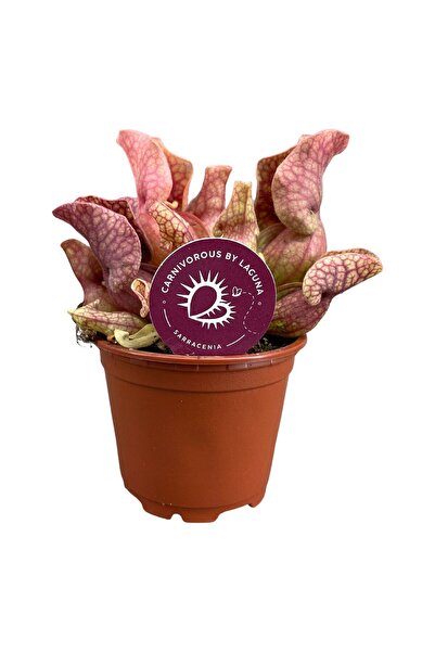 Eufloria Sarracenia purpurea venosa 'Sylwia' Ø8,5cm
