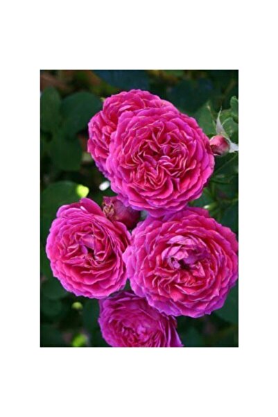 Mimoza Reçellik Pembe Kokulu Gerçek Isparta Gülü Fidanı 10-20 cm