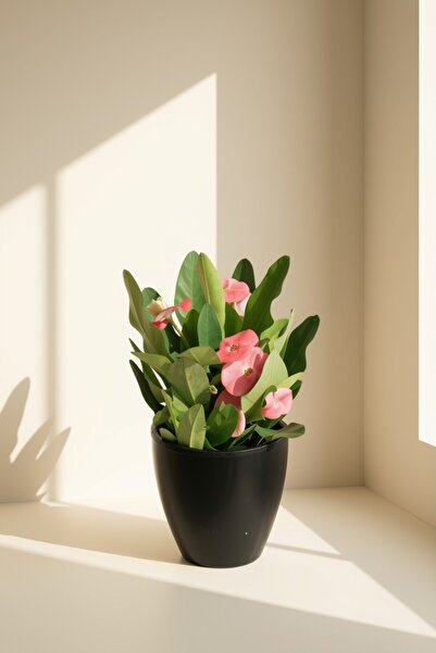 gardenkoala Euphorbia milii
