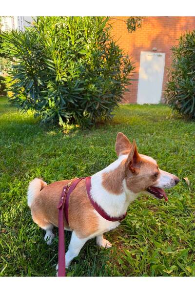 Bella El Yapımı Hakiki Deri Köpek Tasma Seti