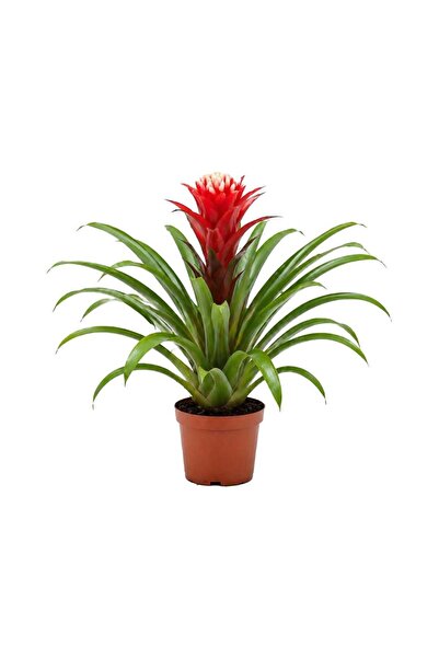 gardenkoala Guzmania Hope – Guzmania – 12 cm Saksı
