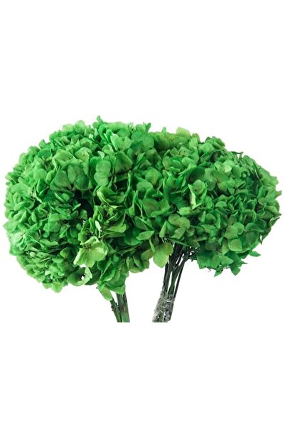 Verdissimo Hortensie criogenată, Verde fistic