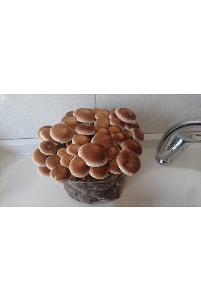 Agroma 200 gram Şitake (Schiitake) Mantar Tohumu