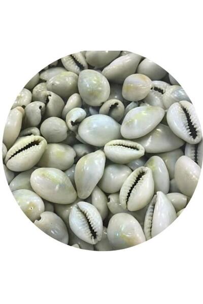 HERBS Wad'a (Cowrie Shells) Whole or Ground 200 grams