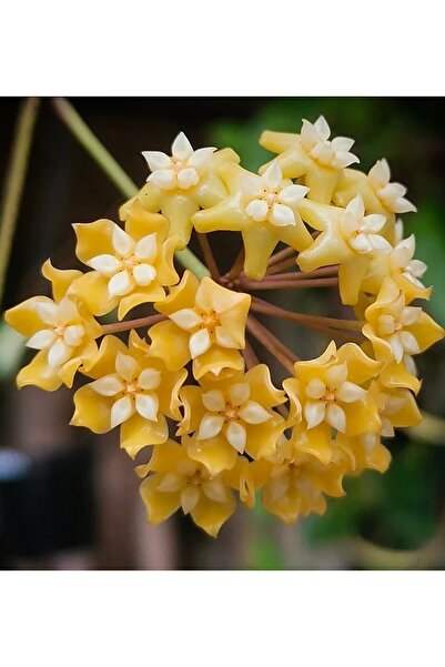 SİMAN BOTANİK Hoya Persicina Mum Çiçeği