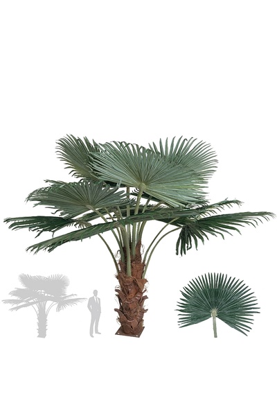 Roberto Rossi Palmier artificial H200cm Washingtonia, coroană D300cm cu prote...
