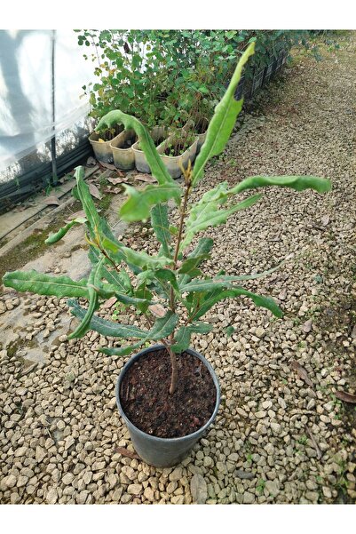 MACADAMİA FINDIĞI FİDANI 3 YAŞ 60 CM