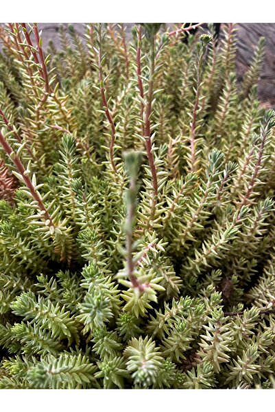 FİDEİSTE Sedum Lineare Variegatum (Alacalı Sedum) 5’li Viyol Seti – Mezar Üstü ve Bahçe İçin Dayanıklı Yer Örtücü Sukulent