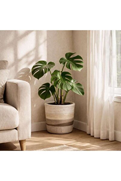 PAN HOME وعاء نباتات صحراوي عضوي مخطط من جولي ستونوير 16.5×16.5×15 سم - بني