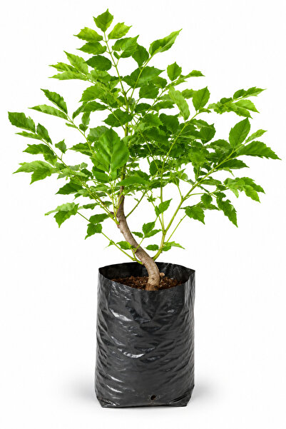 Rosemary Garden Mor Salkım Çiçeği Fidanı 25-50 cm Torbada Kokulu Sarmaşık