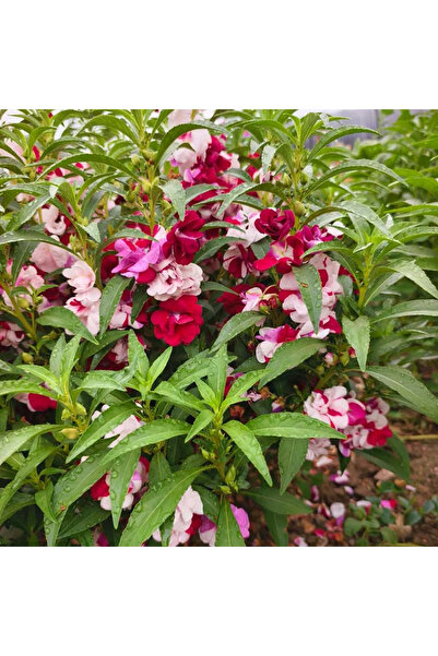 121 Mixed Color Petunia Balmina (Garden Dahlia) Seeds, 790 Clusters, Perennia...