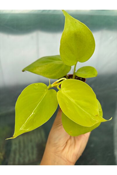 nazlı çiçekçilik Philodendron Lime Fide 5,5’luk Saksıda