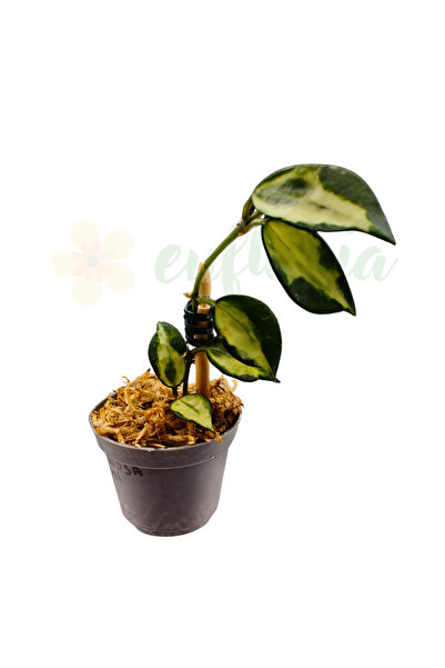 Eufloria Hoya lacunosa 'Illumi' D6cm