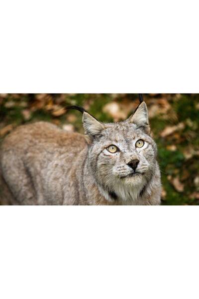 Persona Tablou canvas 100 x 70 cm, Animale model 283