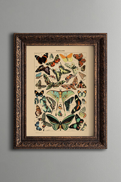 epiqart Colorful Winged Insect Collection - Vintage Patterned Painting - Thic...