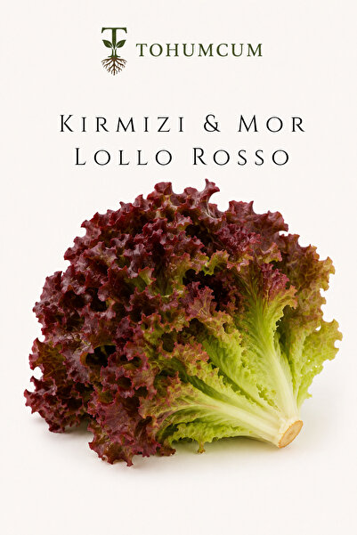 TOHUMCUM Doğal Kırmızı & Mor Marul Lollo Rosso Tohumu (50 ad)