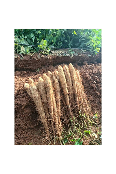 123 100 Ironwood Seeds, Suitable for Planting in Mountains and Gardens, the C...