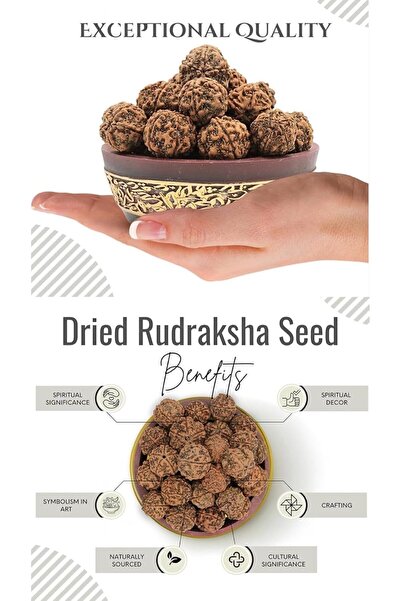 Divine Design 5 Mukhi Rudraksha Beads, 100% Natural, Nepal Origin, Round Shape, Enhances Meditation - 1 Piece