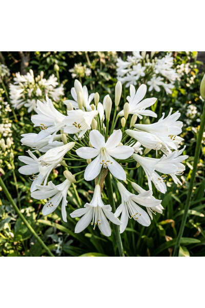 Bloom & Sow Seed White Agapanthus Seeds (White Lily of the Nile) – Perennial ...