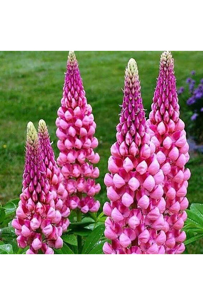 Bloom & Sow Seed بذور زهرة اللوبينوس الوردية الطويلة والمسننة، بذور زهور متين...