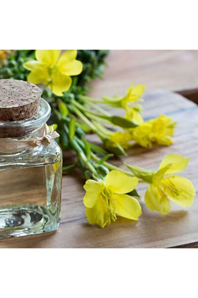 Bloom & Sow Seed Bright Yellow Evening Primrose Seeds, Night‑Blooming Perenni...