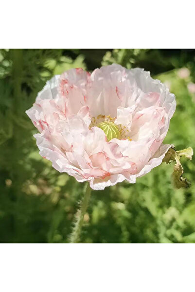 Bloom & Sow Seed White Base Pink Vein Iceland Poppy Seeds, Hardy Perennial, f...