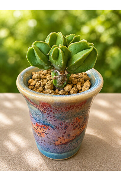 ATLANTE CACTUS Astrophytum Asterias “Pentahead” tohumdan (nadir)