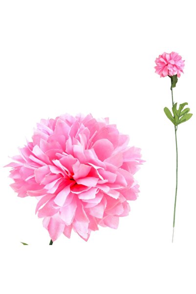 Goliat Crizantemă Duel roz deschis 67 cm