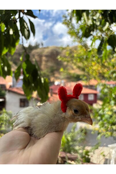 KARACAN SÜS TAVUKLARI VE YUMURTA 20 ADET KARIŞIK SÜS CİVCİVİ(Wyandotte, Ameru...