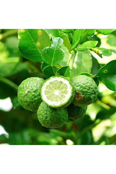 Tüplü Aşılı Özel Çeşit Nadir Bulunan Kaffir Lime Fidanı