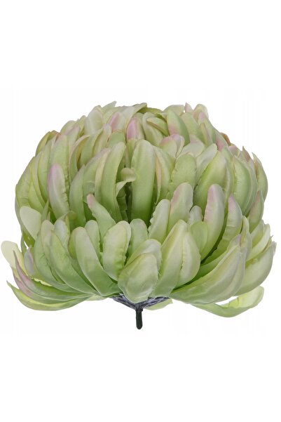NO BRAND 6X CRIZANTEME PRODUSE CU CAP VERDE, ROZ DESCHIS, PREMIUM
