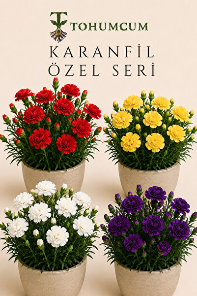 TOHUMCUM Renkli Karanfil Tohumu Özel Serisi | 4 Farklı Renk, Her Renkten 15 A...
