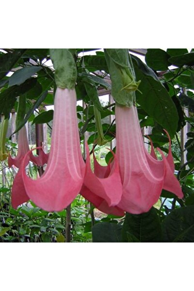 BİORGANİX Pembe Renkli Melek Borazanı Çiçeği Fidanı 10-20 cm