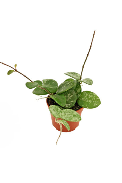 Eufloria Hoya 'Mathilde Splash' Ø6cm