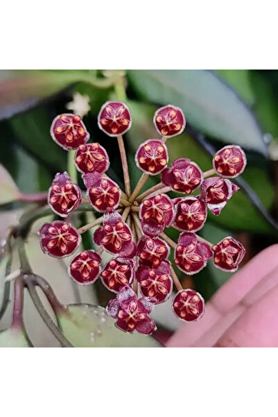 Eufloria Hoya 'Rosita' Ø9cm