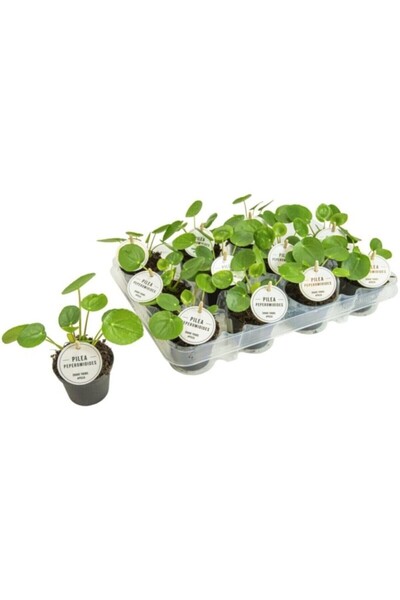 Peyzaj Burada Online Bahçe Market Salon Bitkileri Pilea Peperomioides Çin Par...