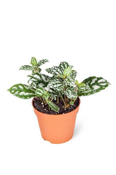 Genel Markalar Pilea Cadierei 8,5cm Ø - Yeşil Bitki