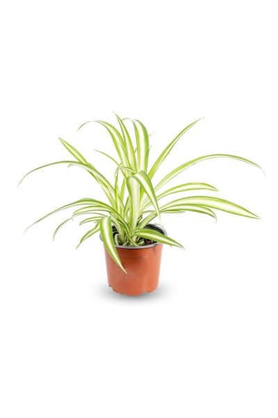 Ribbon Flower Chlorophytum Comosum Variegatum10-20 cm