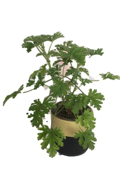 Genel Markalar Gül Damlası Çiçeği Itır Pelargonium Graveolens 10-20 cm