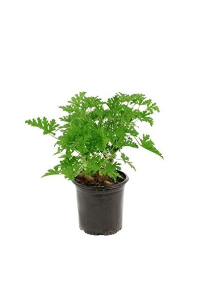 Genel Markalar Kokulu Itır Çiçeği (PELARGONİUM GRAVEOLENS) Fidanı 10-20 Cm