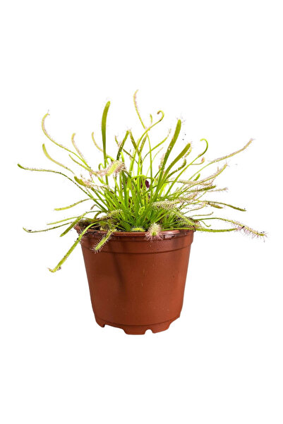 Eufloria Drosera capensis Ø8,5cm
