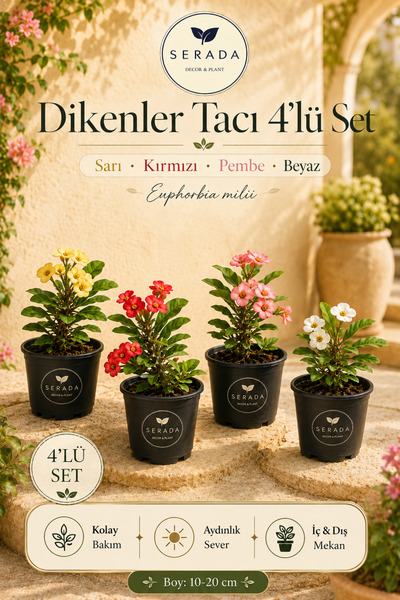 serada decor & plant 4 Adet Dikenler Tacı Sarı-kırmızı-pembe-beyaz Doğa Flora