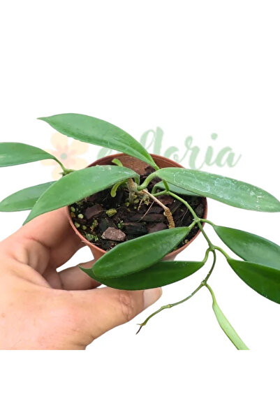Eufloria Hoya stoneana (IPPS00132) Ø7cm