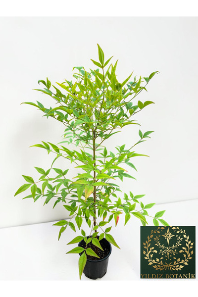 YILDIZ BOTANİK Boncuklu Cennet Bambusu Nandina Domestica Heavenly Bamboo 60-70 CM