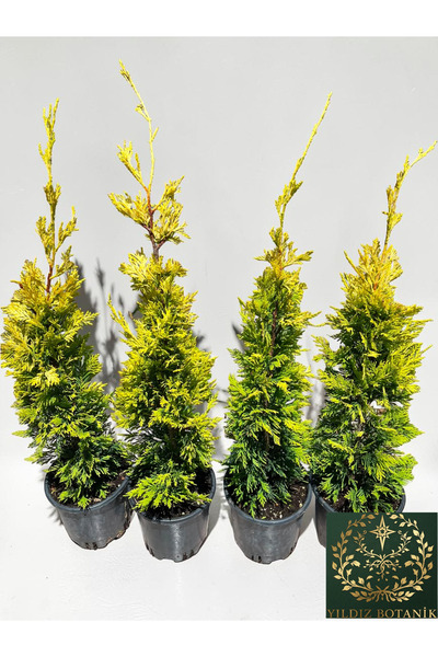 YILDIZ BOTANİK 4 Adet Goldrider Altuni Leylandi Fidanı Çit Bitkisi Cupressocyparis 'Gold Rider' 60-70 CM
