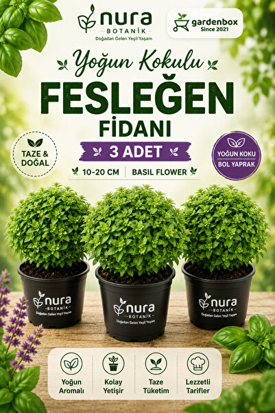 Nura Botanik Saksılı Yoğun Kokulu Fesleğen Fidanı 3 Adet 10-20 Cm Basil Flower